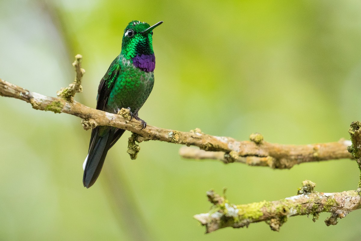 Purple-bibbed Whitetip - John Reynolds