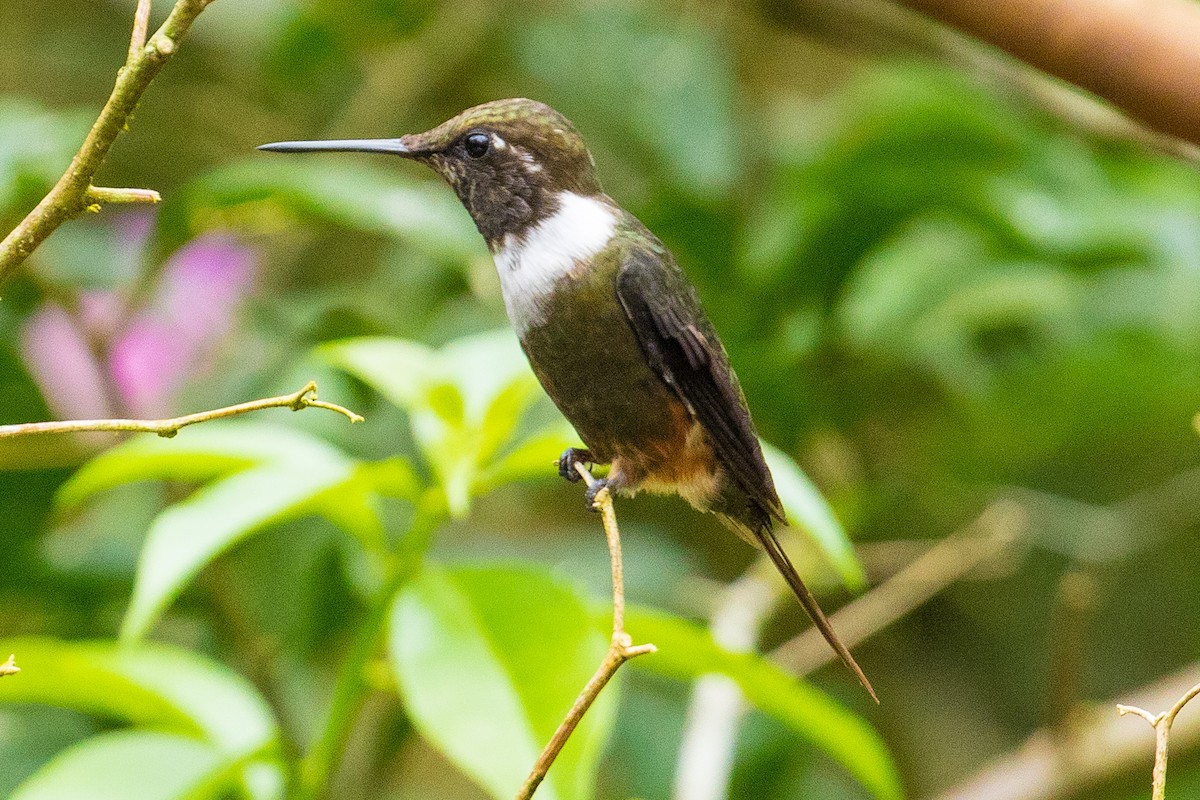 Purple-throated Woodstar - ML127789921