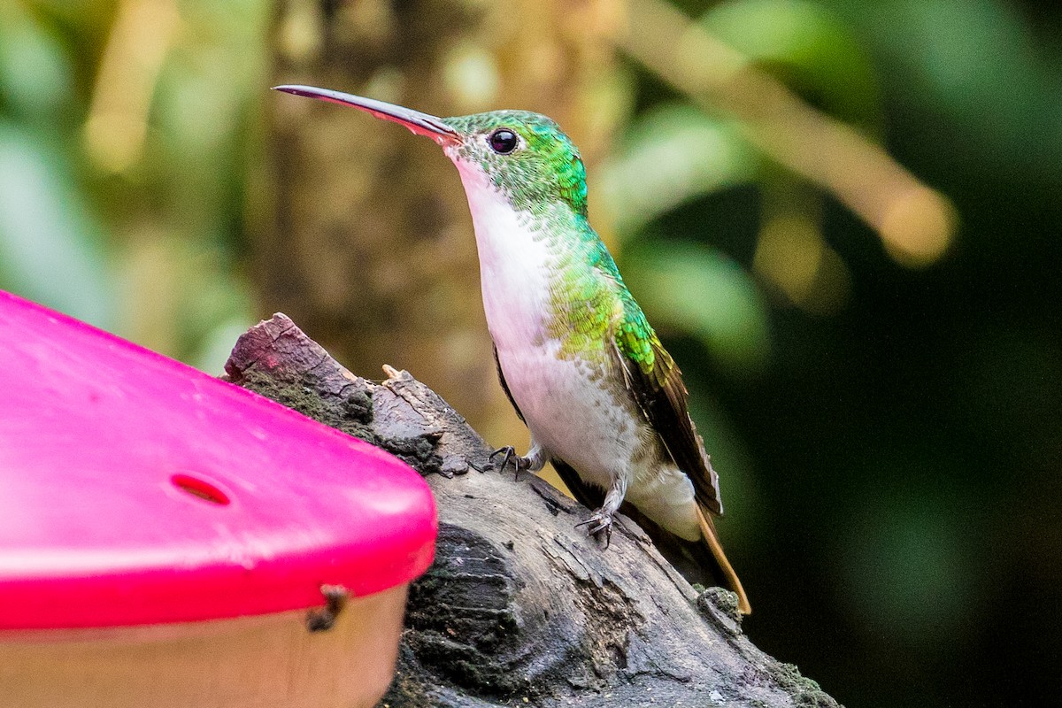 Andean Emerald - ML127789941