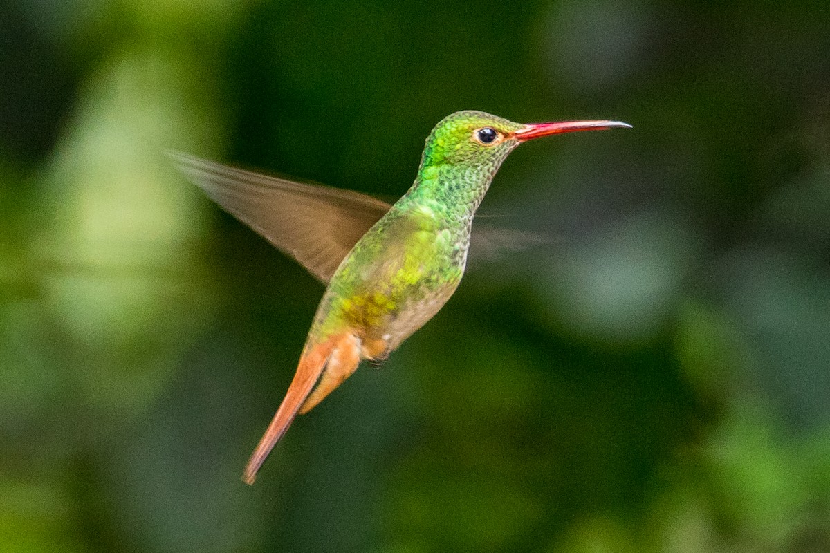 Rufous-tailed Hummingbird - ML127789981