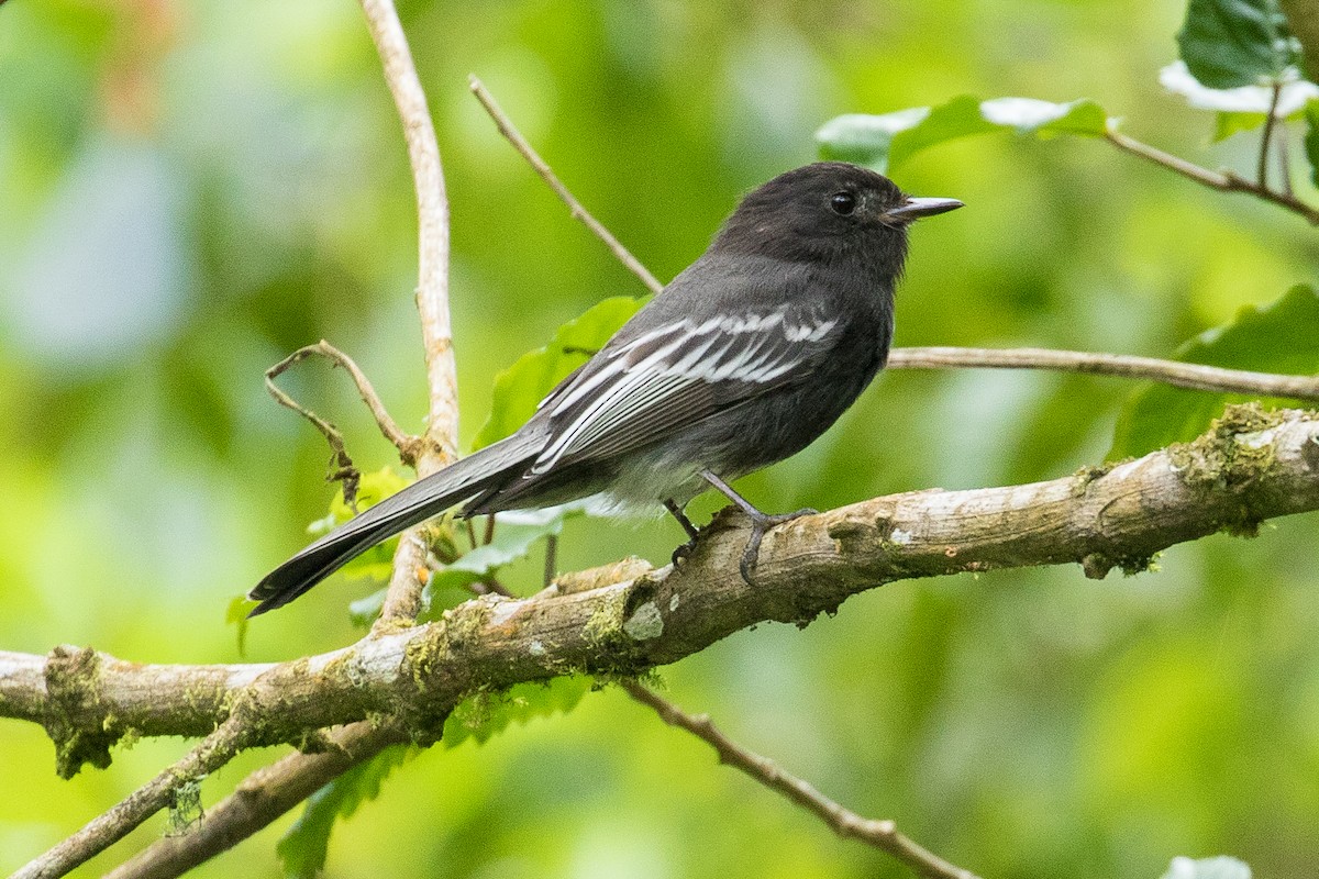 Black Phoebe - John Reynolds
