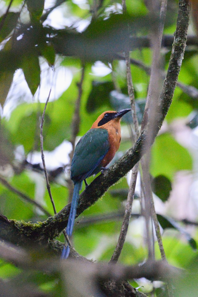 Rufous Motmot - ML127791481