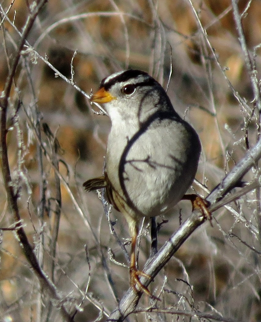 White-crowned Sparrow - ML127792091
