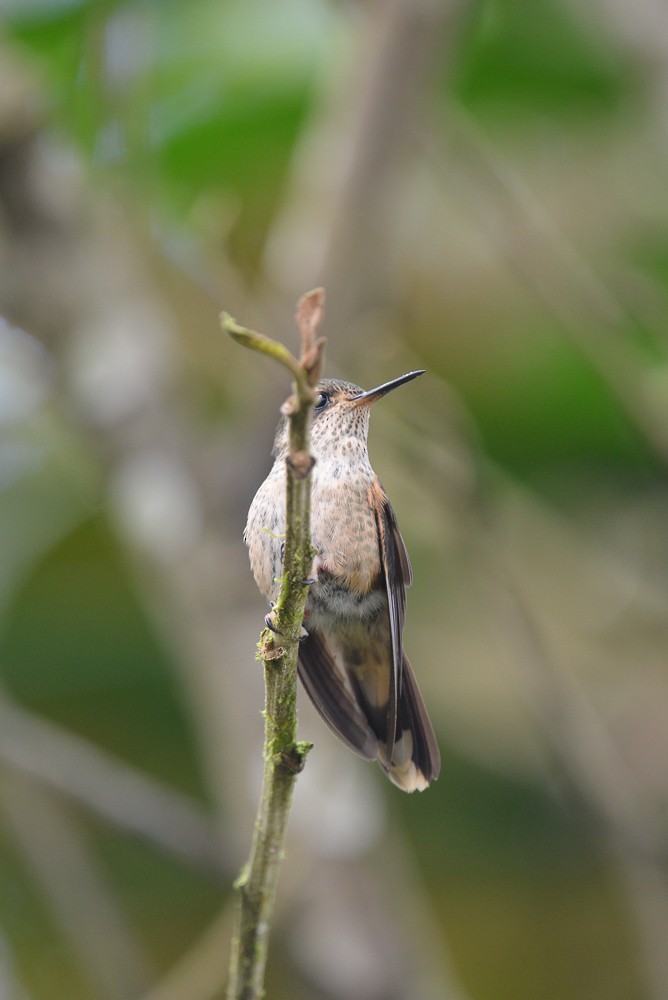 Speckled Hummingbird - Cameryn Brock