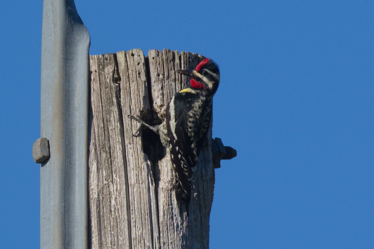 Yellow-bellied Sapsucker - Gina Sheridan