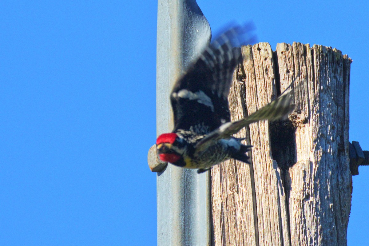 Yellow-bellied Sapsucker - Gina Sheridan