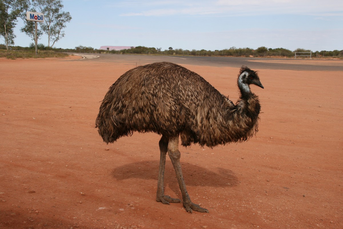 Emu - Rick Stankiewicz