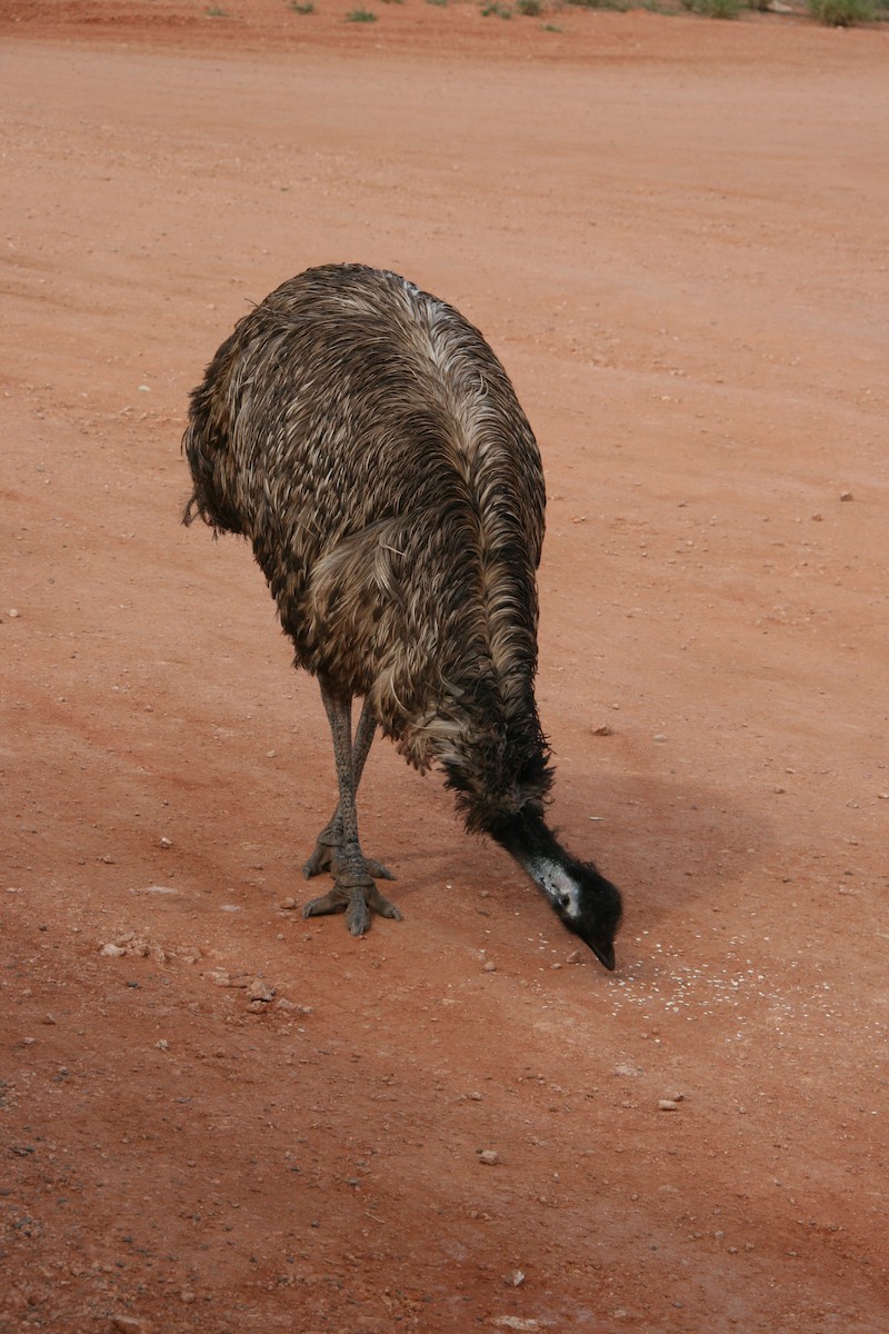 Emu - Rick Stankiewicz