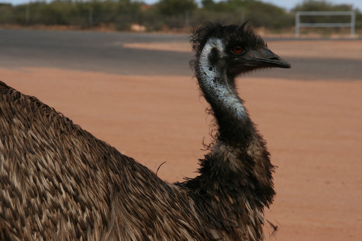 Emu - Rick Stankiewicz