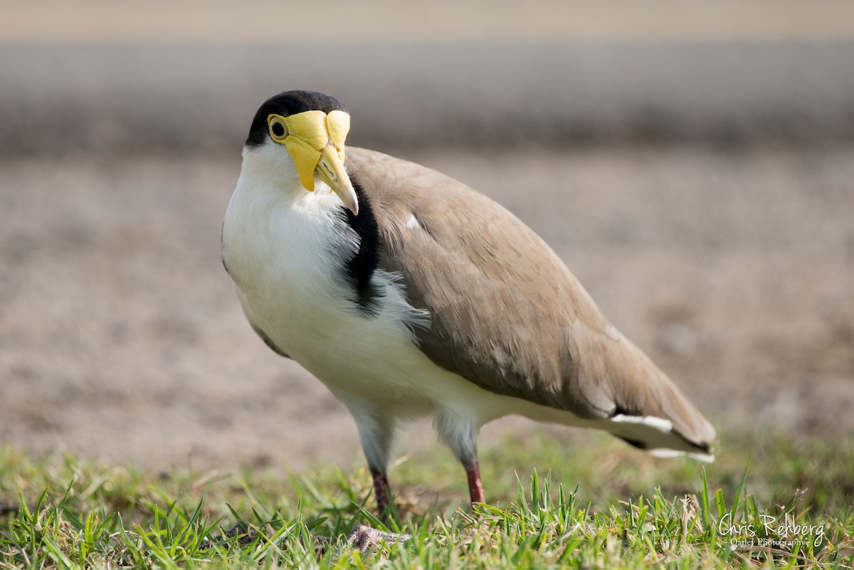 Masked Lapwing - ML127798151