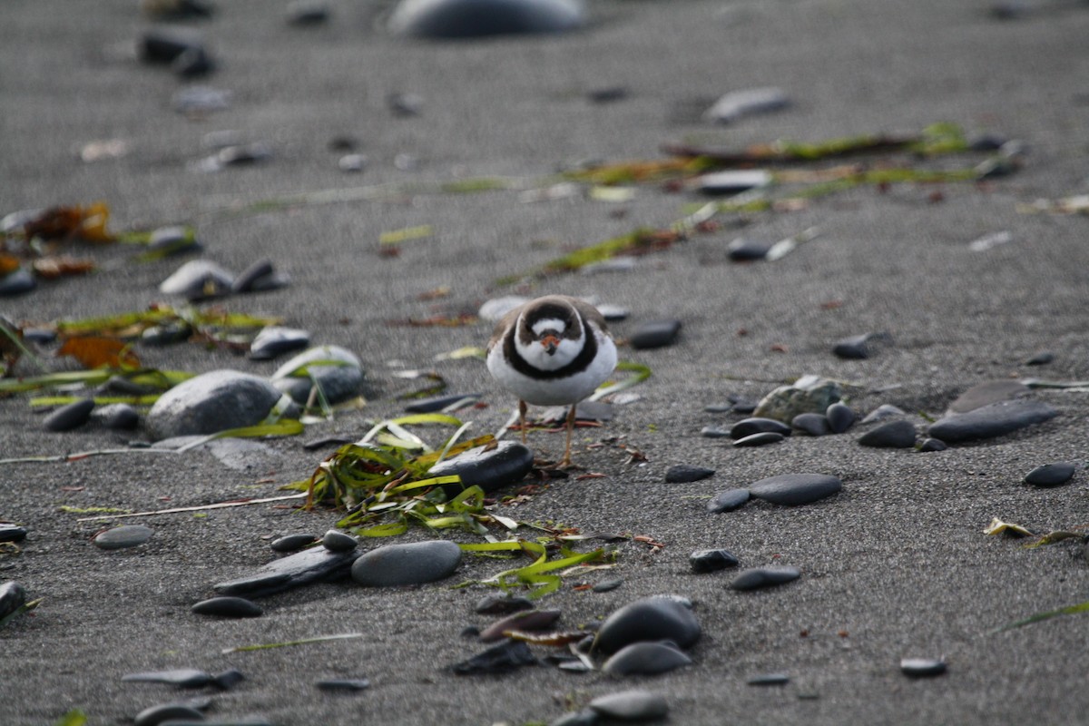 Semipalmated Plover - ML127798191