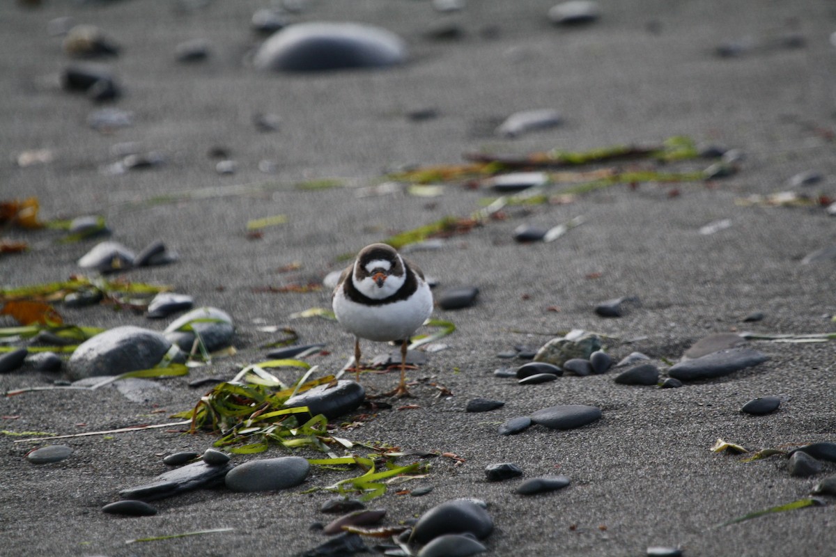 Semipalmated Plover - ML127798251