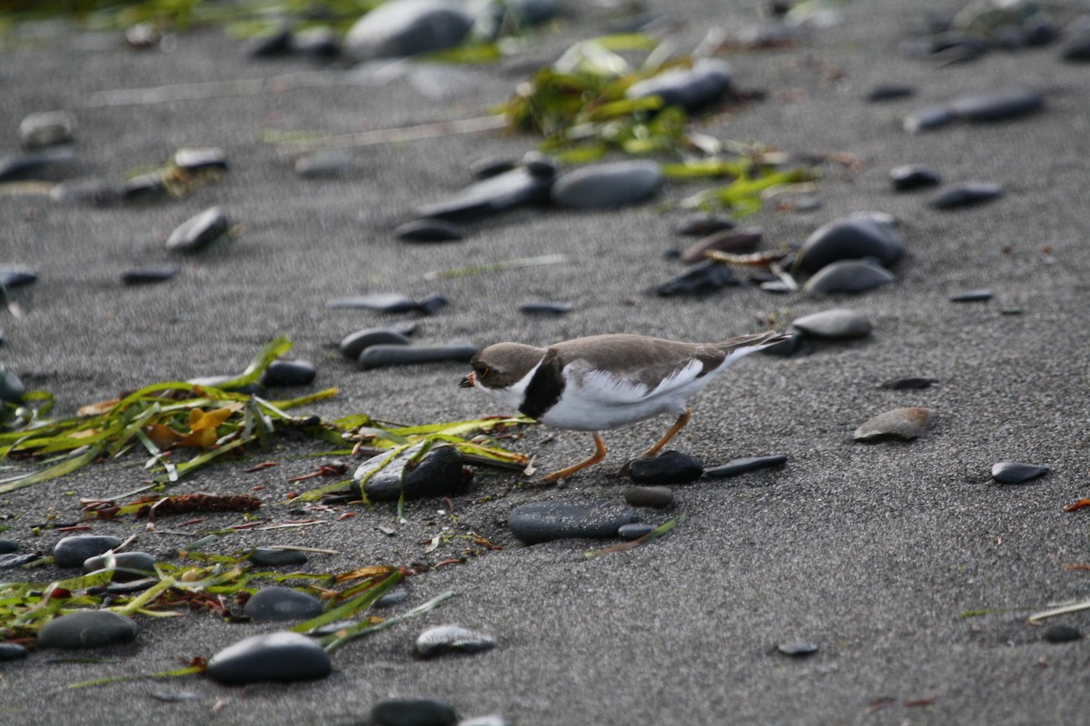 Semipalmated Plover - ML127798261