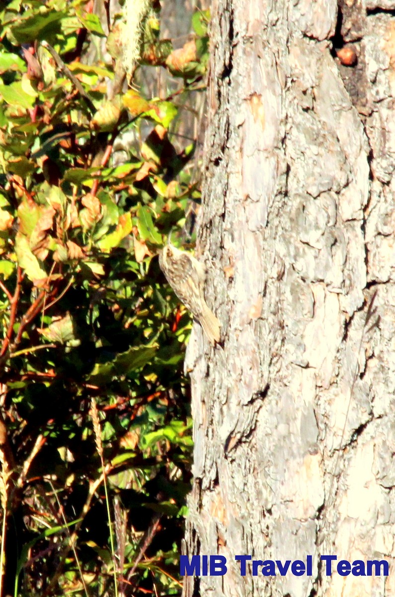 Bar-tailed Treecreeper - ML127798281