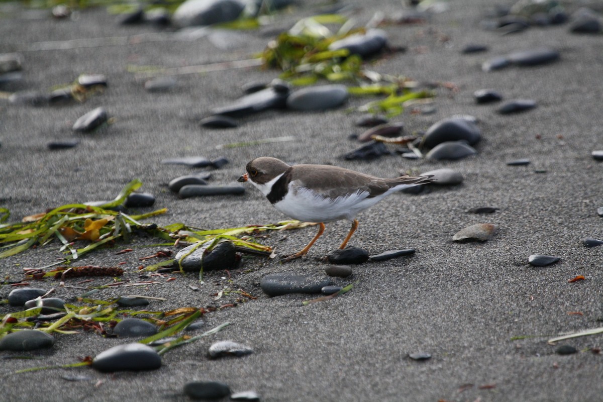 Semipalmated Plover - ML127798311
