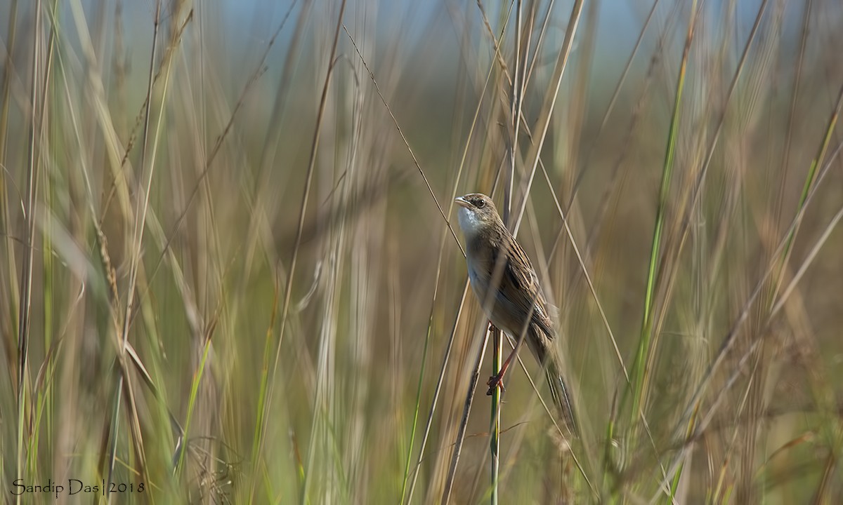 Bristled Grassbird - ML127798921