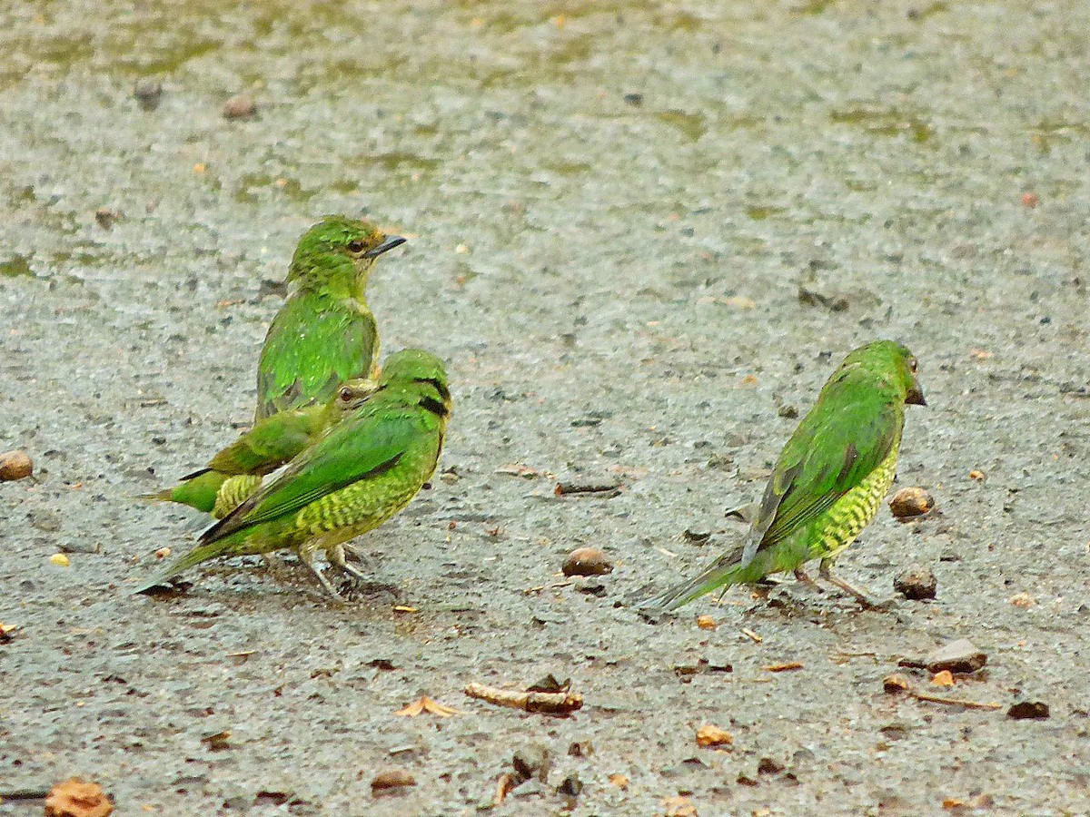 Swallow Tanager - ML127799531