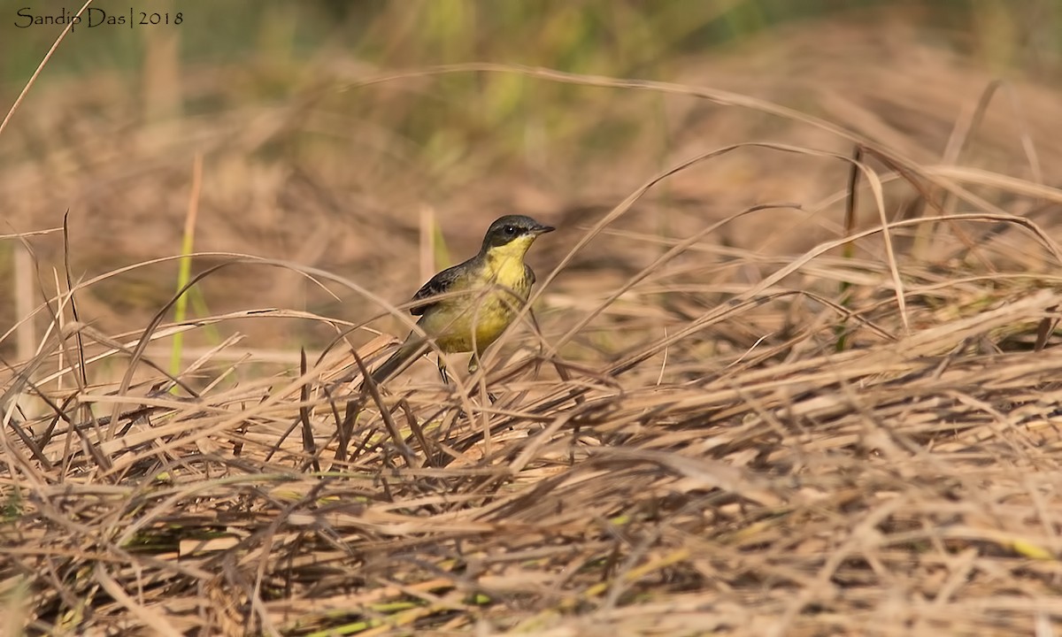 Eastern Yellow Wagtail - ML127799951