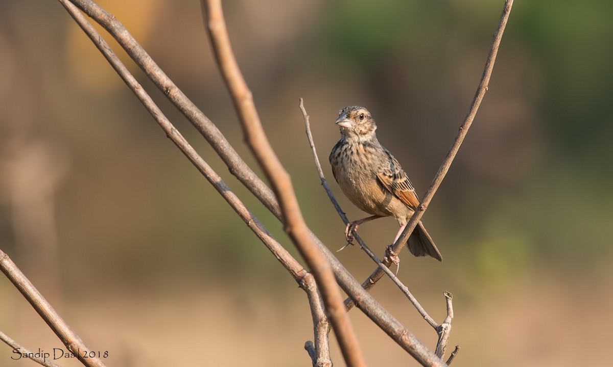 Bengal Bushlark - Sandip Das