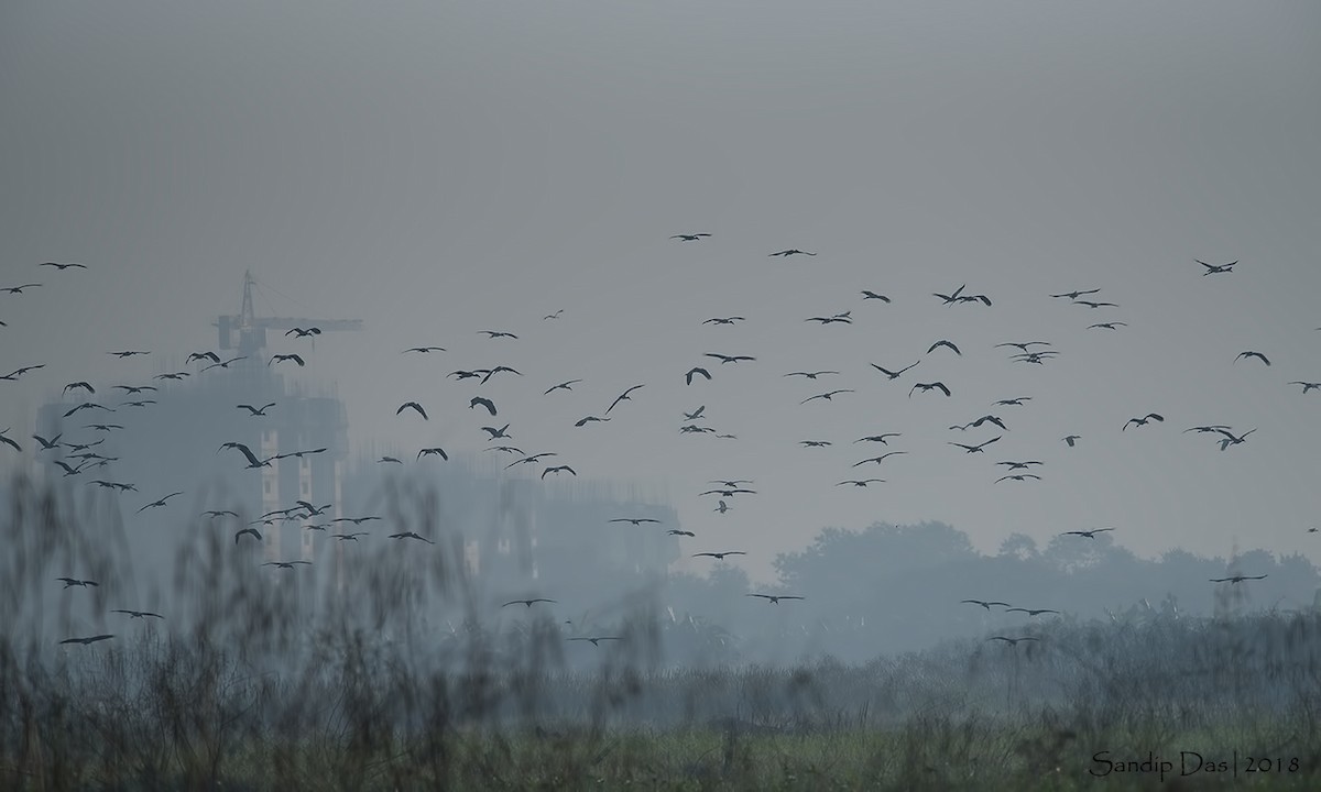 Asian Openbill - ML127800031