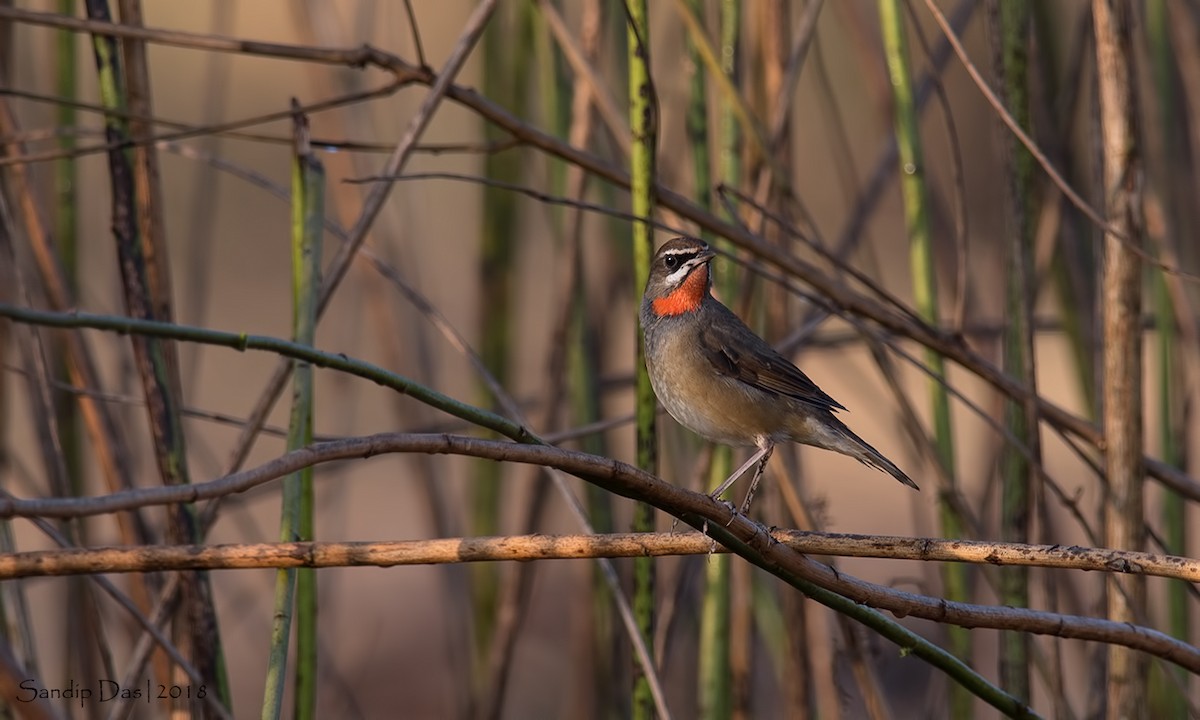 Siberian Rubythroat - ML127800061