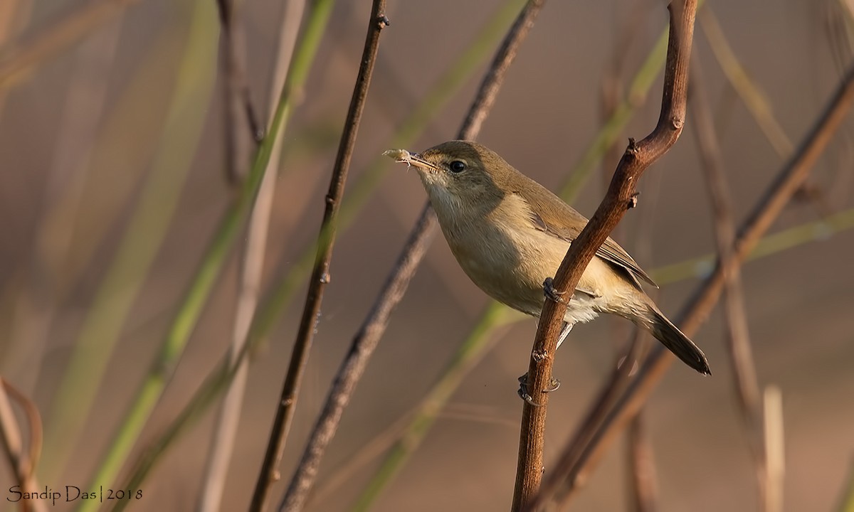 Blyth's Reed Warbler - Sandip Das