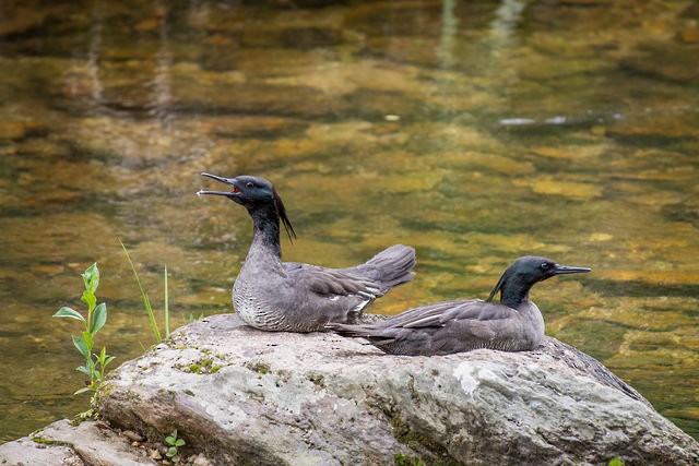 Brazilian Merganser - ML127800421