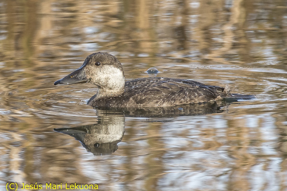 Common Scoter - ML127802001