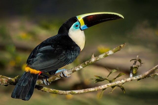 White-throated Toucan - ML127802121
