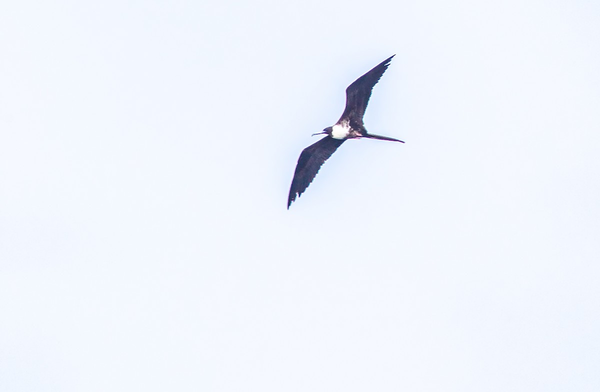 Magnificent Frigatebird - ML127802141