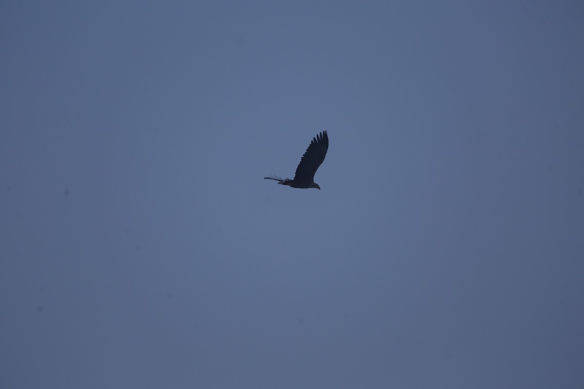 White-tailed Eagle - ML127802301