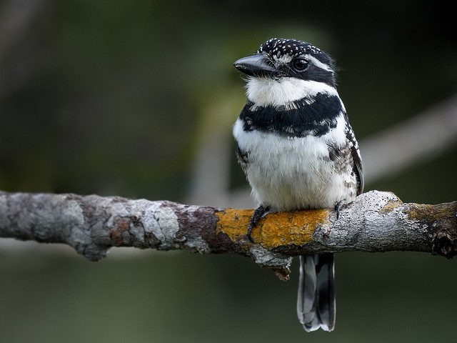 Pied Puffbird - ML127803831