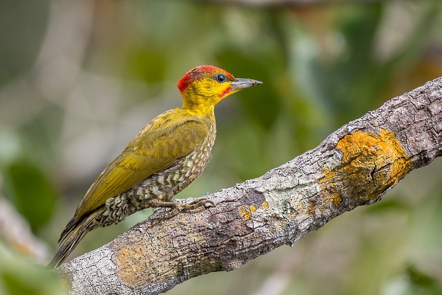 Yellow-throated Woodpecker - ML127803901