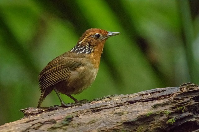 Musician Wren - ML127804641