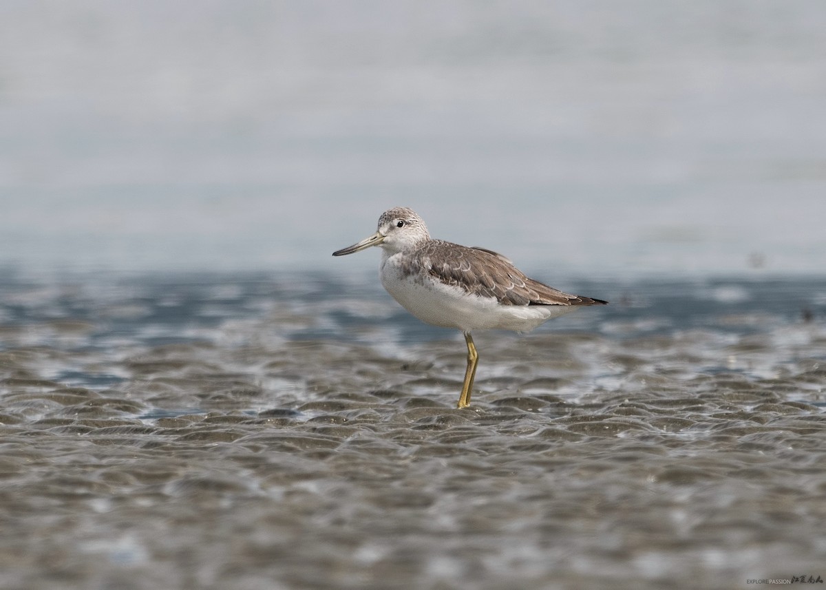 Nordmann's Greenshank - ML127807861