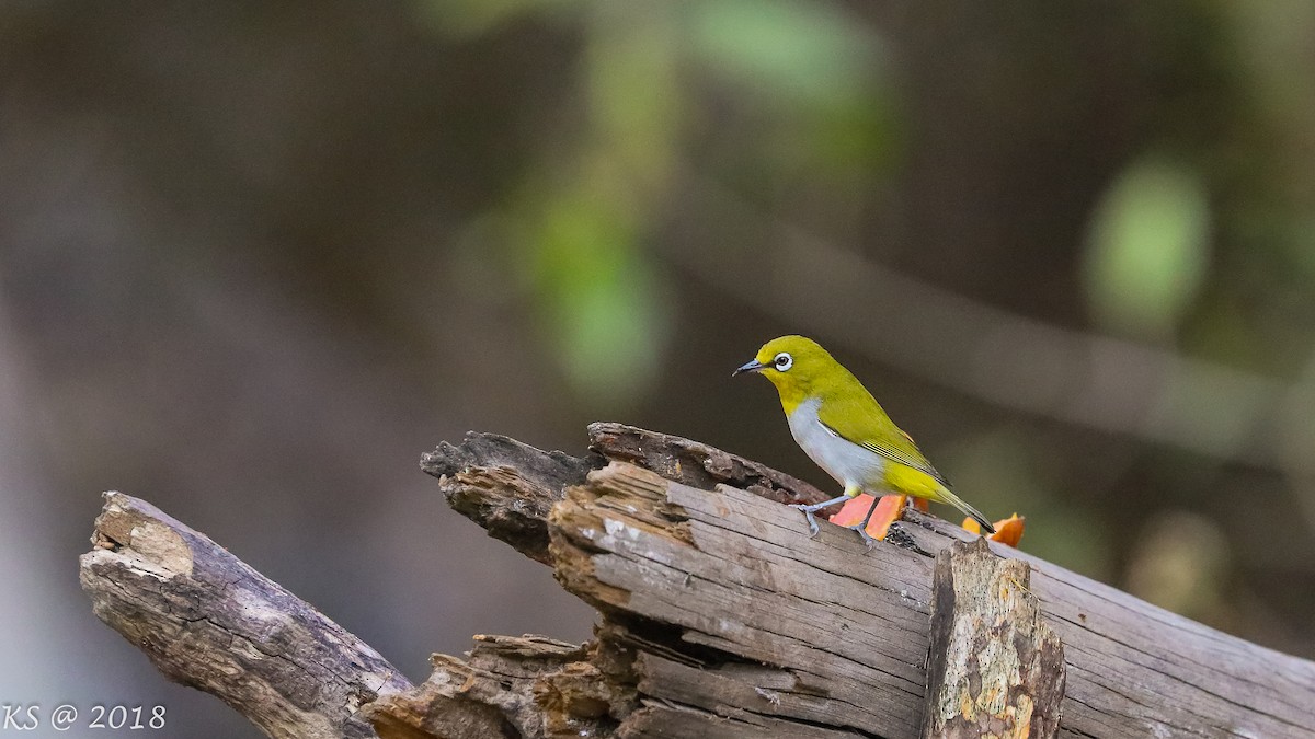 Indian White-eye - ML127808081