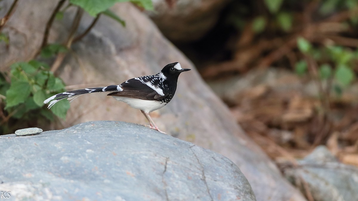 Spotted Forktail - Kehar Singh