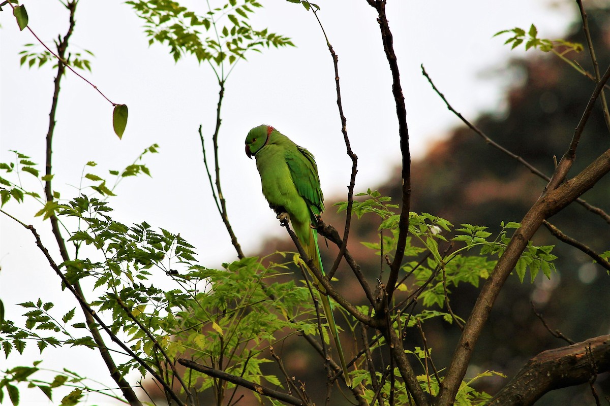 Rose-ringed Parakeet - ML127810241