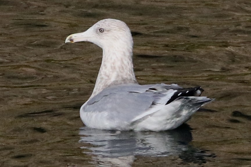 Herring Gull (American) - Stephen Fettig