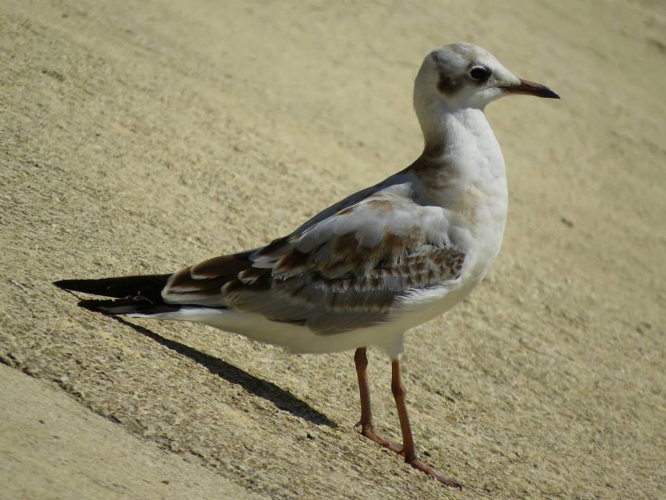 Black-headed Gull - ML127811761