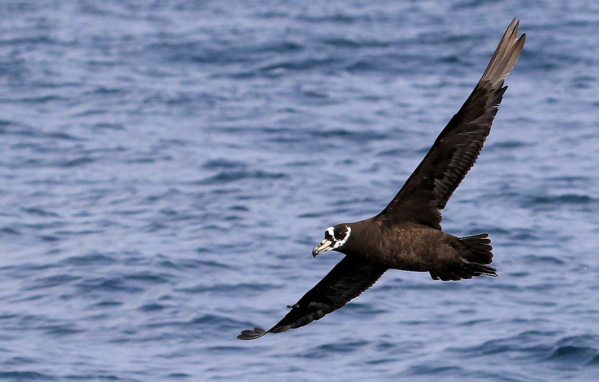 Spectacled Petrel - Patrick MONNEY