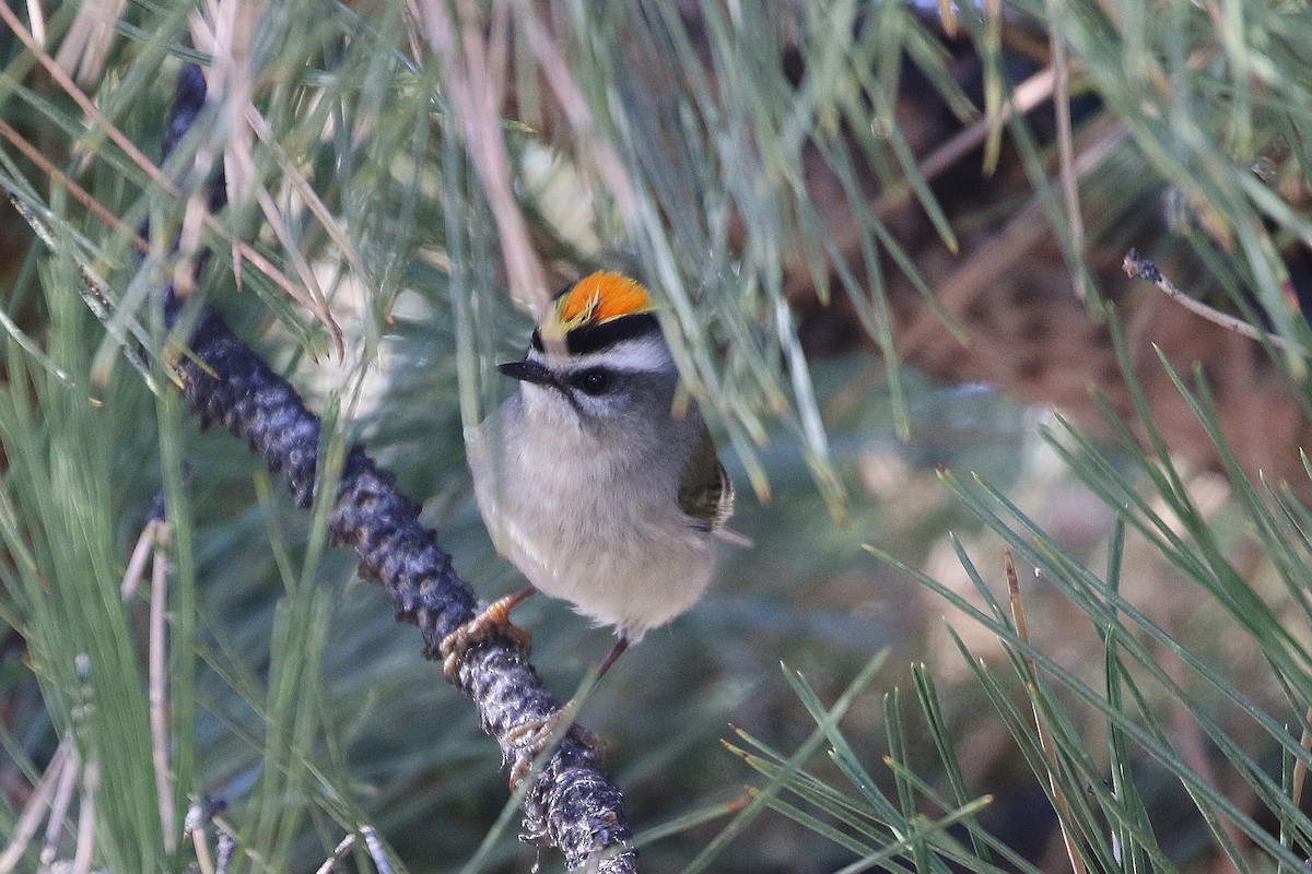 Golden-crowned Kinglet - Mark Chavez