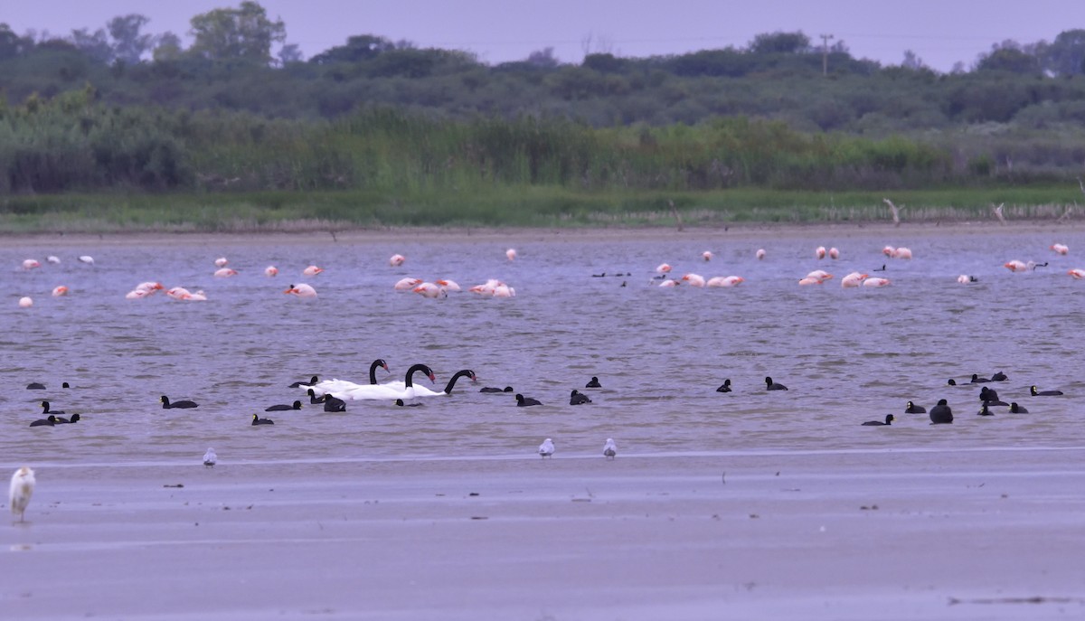 Black-necked Swan - ML127812681