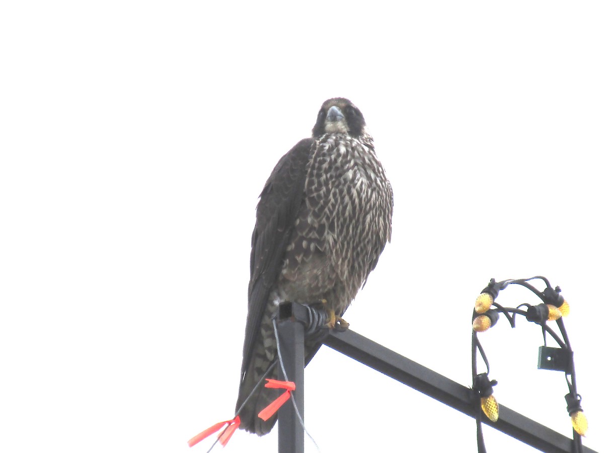 Peregrine Falcon - Elias Markee-Ratner