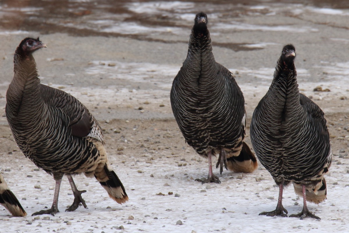 Wild Turkey - gord smith