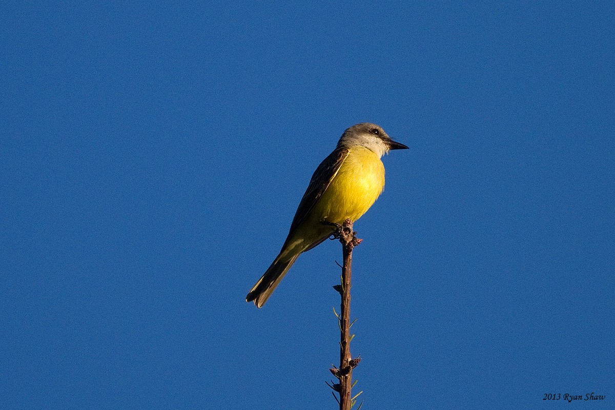 eBird Checklist - 18 Oct 2013 - Bay Center - 46 species (+2 other taxa)