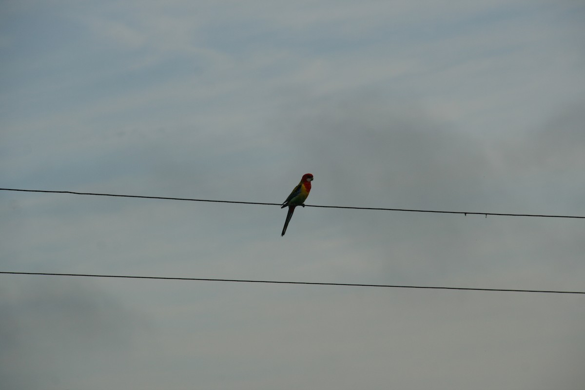 Eastern Rosella - ML127815921