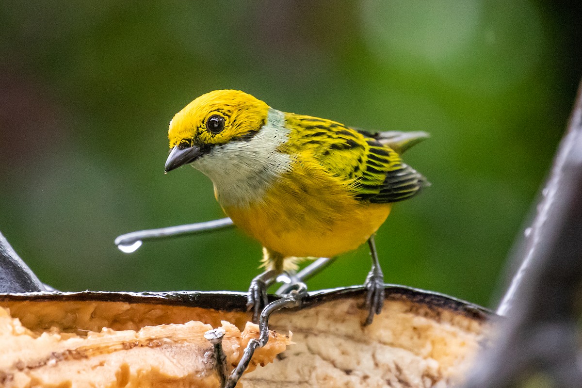 Silver-throated Tanager - ML127816021