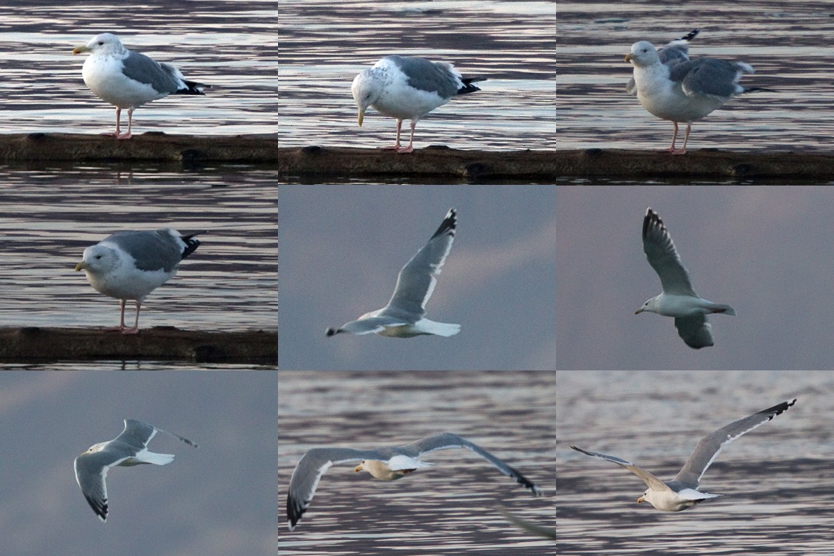 eBird Checklist - 14 Jan 2012 - Electric City - 23 species (+1 other taxa)