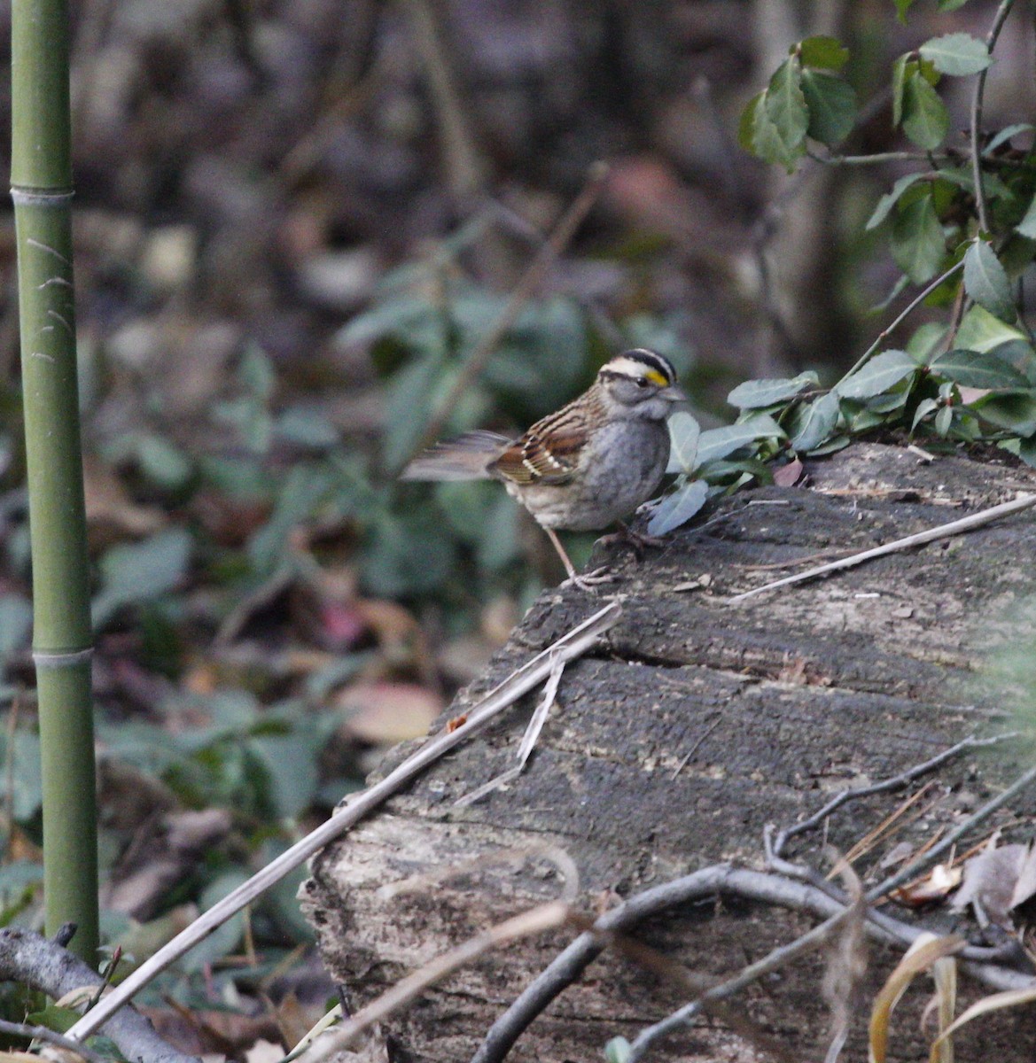 White-throated Sparrow - ML127816841